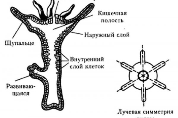 Kra18cc