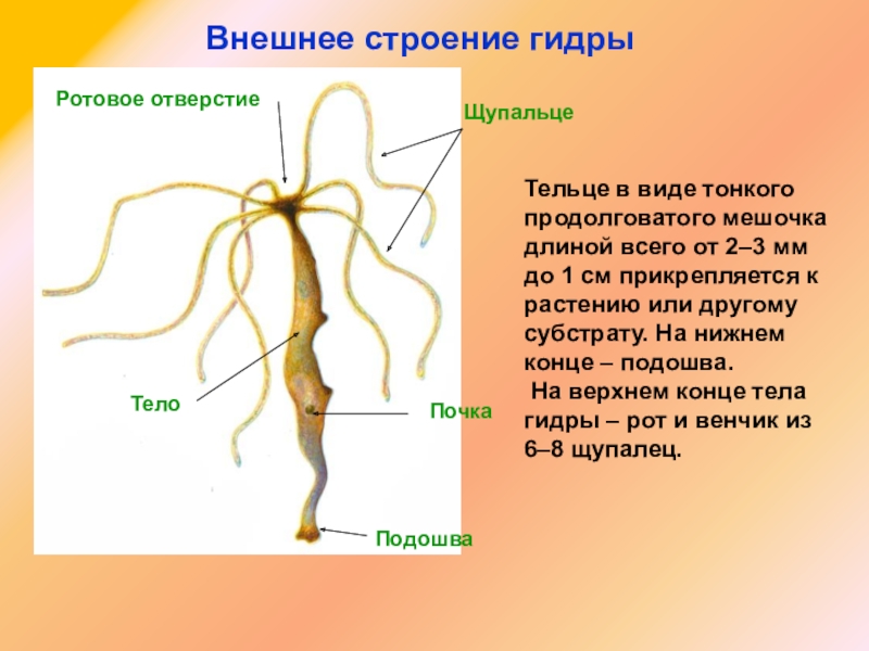 Как зайти на кракен через тор браузер